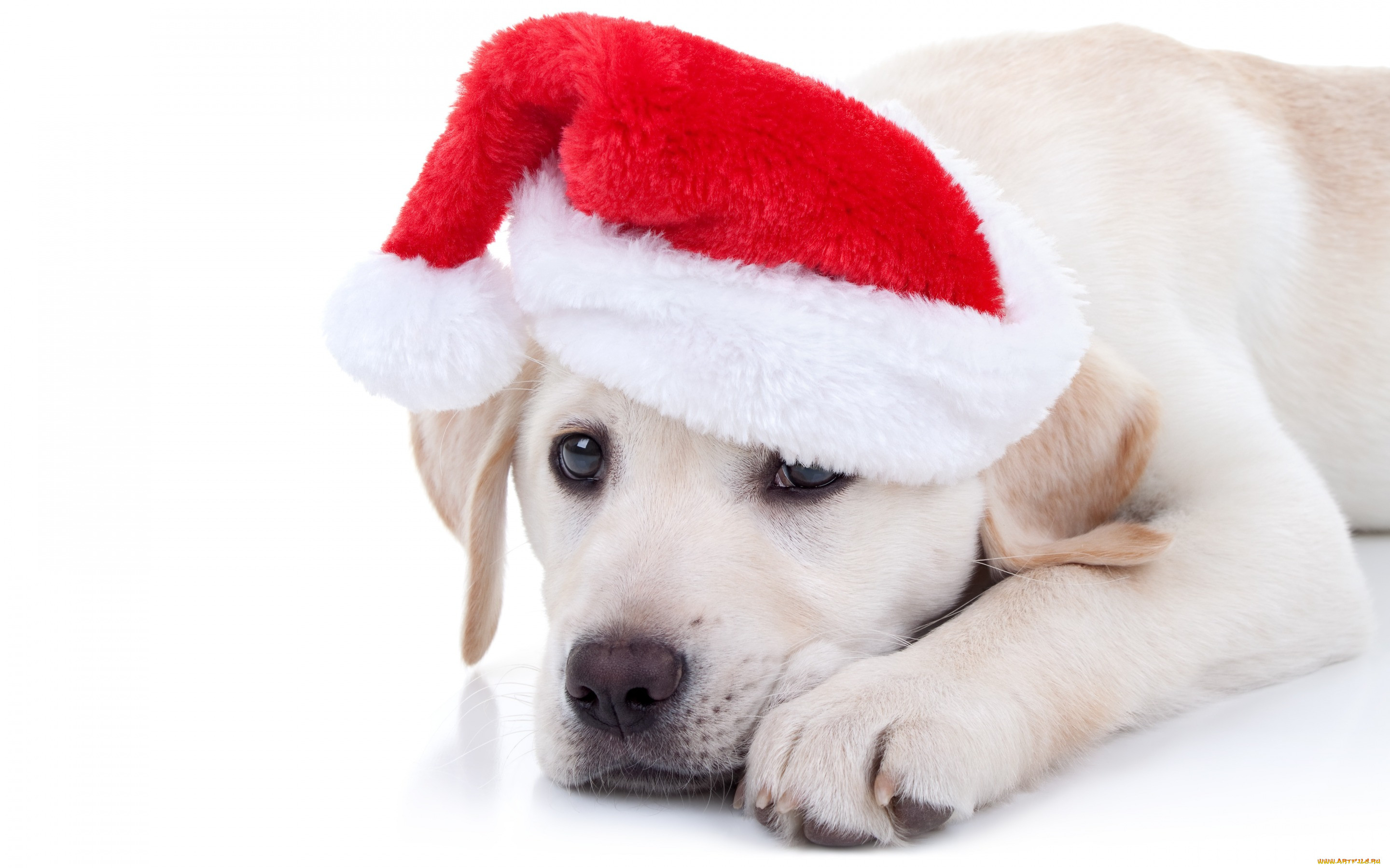 , , xmas, , , , 2018, merry, christmas, decoration, , , funny, cute, santa, hat, , dog